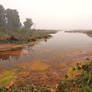 Misty Assateague Island Marsh