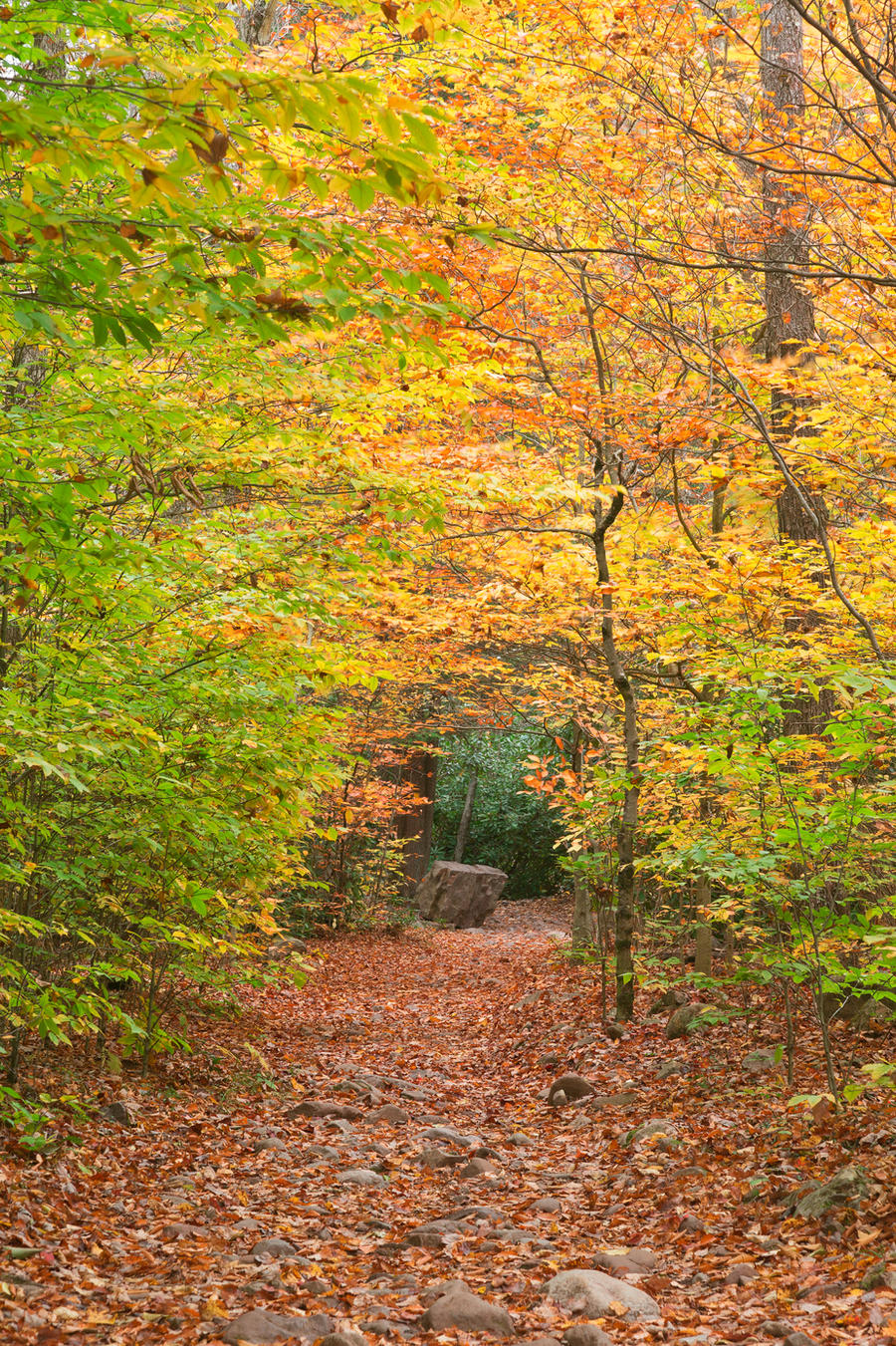 Rocky Autumn Forest Trail