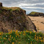 Rugged Irish Wildflower Coast