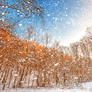 Snow Spattered Winter Forest