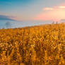 Misty Canaan Valley Sunrise - Gold Pastel Fantasy