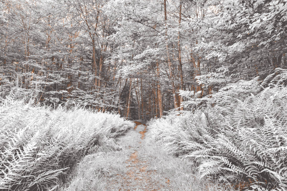 Snow Fern Trail by boldfrontiers