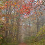 Misty Autumn Trail - Ferry Grove (freebie)