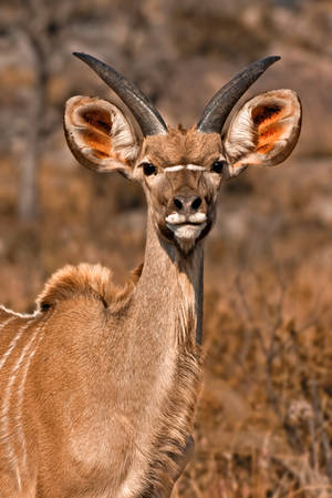 Young Kudu by boldfrontiers