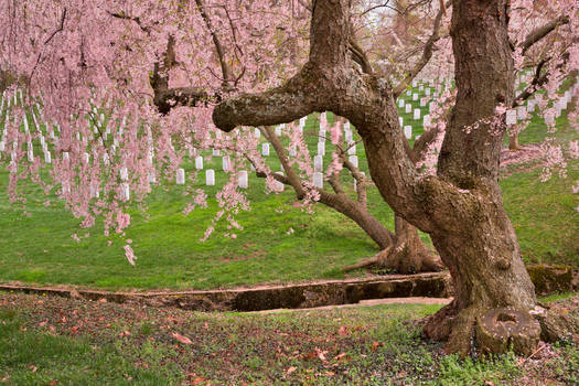 Arlington Cemetery Cherry Blossoms (freebie)