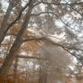 Misty Forest Branchscape - Sepia Euphoria