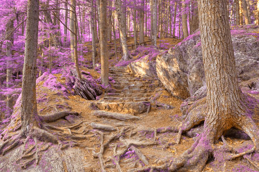 Purple Mountain Forest Trail
