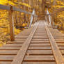 Golden Forest Track Bridge