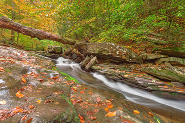 Ricketts Glen Autumn Stream