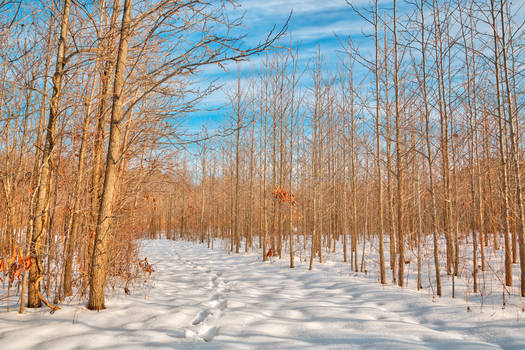 Bare Winter Tree Trail (freebie)