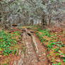 Frosted Appalachian Trail