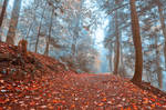 Frozen Autumn Mist Trail