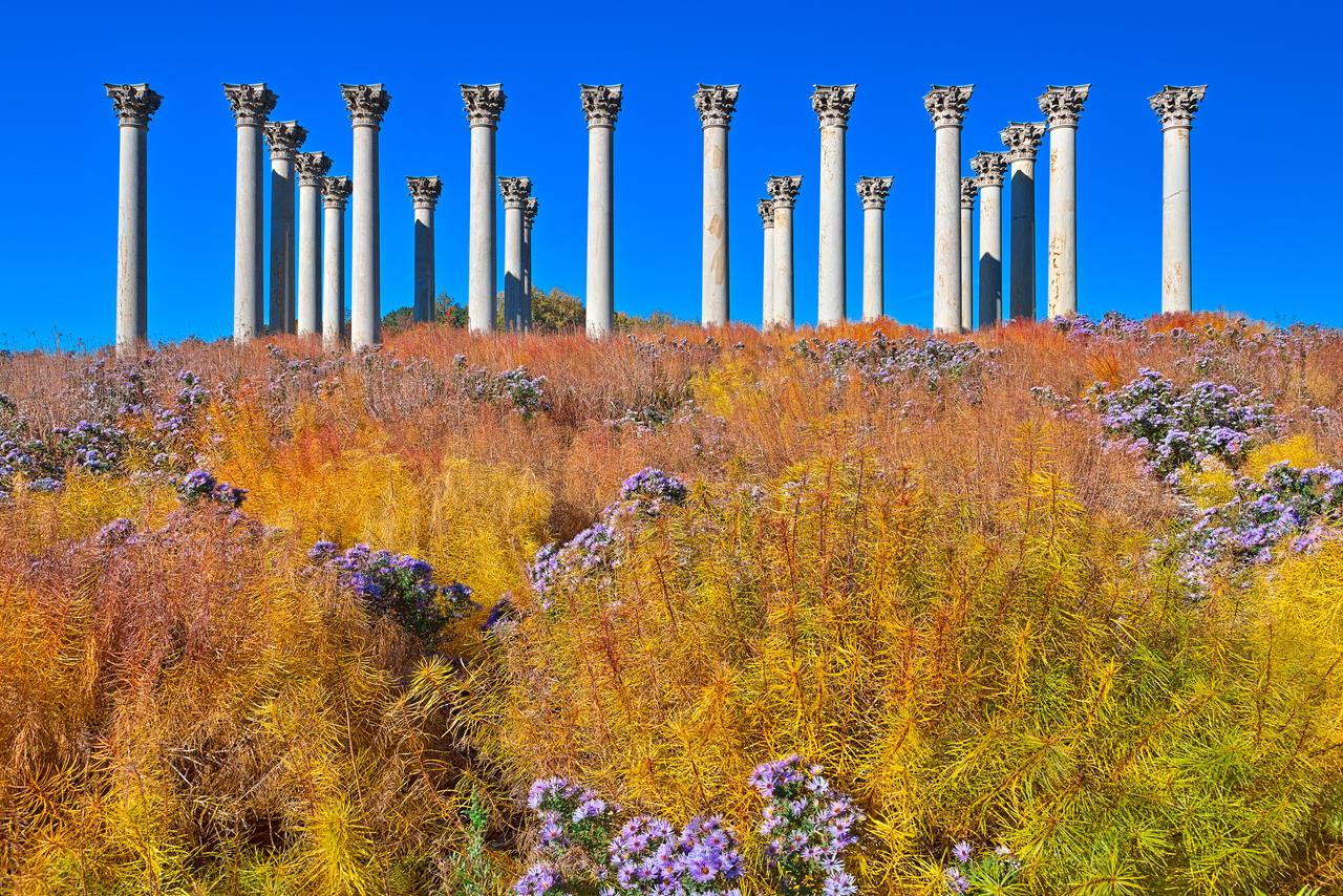 Capitol Arboretum Columns IV