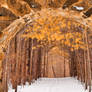 Gold Winter Pine Portal
