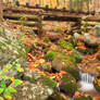Autumn Logging Railroad Stream