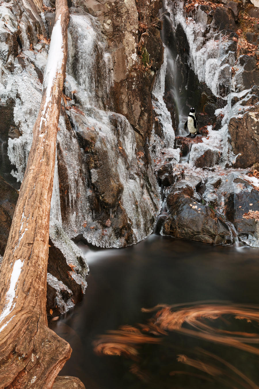 Winter Spheniscus Falls by boldfrontiers