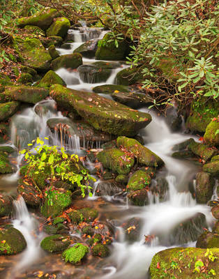 Smoky Mountain Moss Waterfall