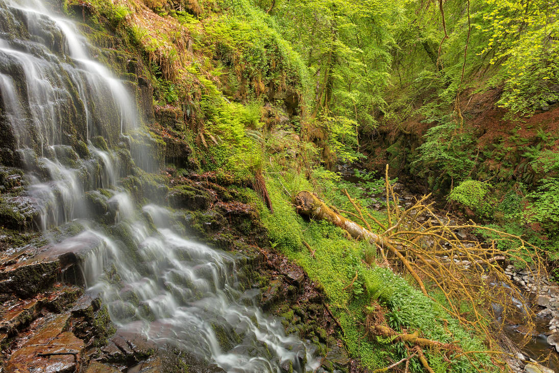 Aberfeldy Fell Tree Falls by boldfrontiers