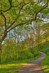 Golden Hour Forest Trail - Brecon Beacons