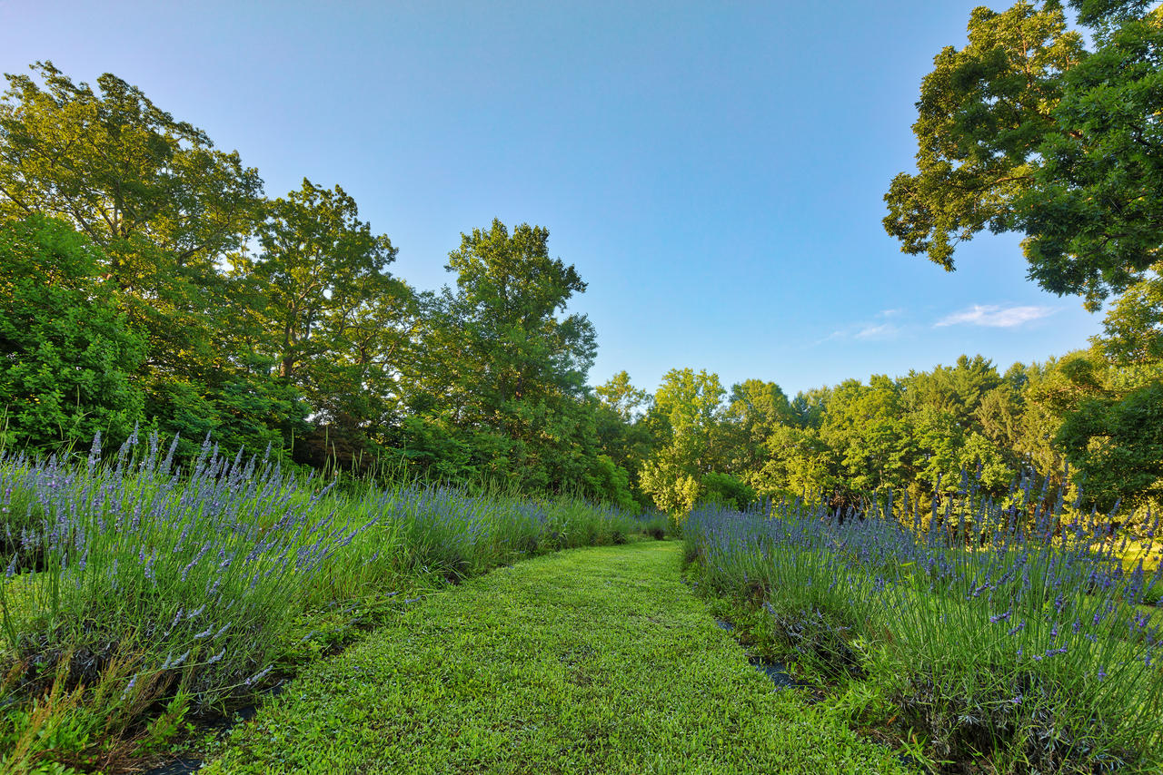 Soleado Lavender Trail by boldfrontiers