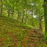 Dolbadarn Moss Forest Trail