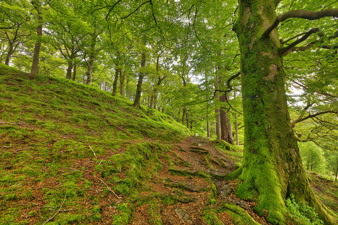 Dolbadarn Moss Forest Trail by boldfrontiers