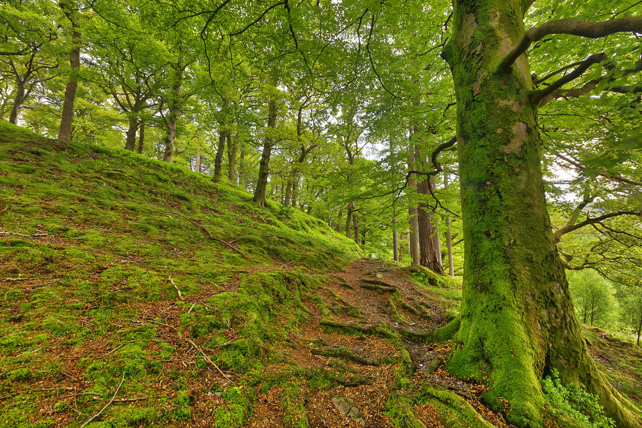Dolbadarn Moss Forest Trail by boldfrontiers
