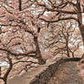 Welsh Fantasy Blossom Trail