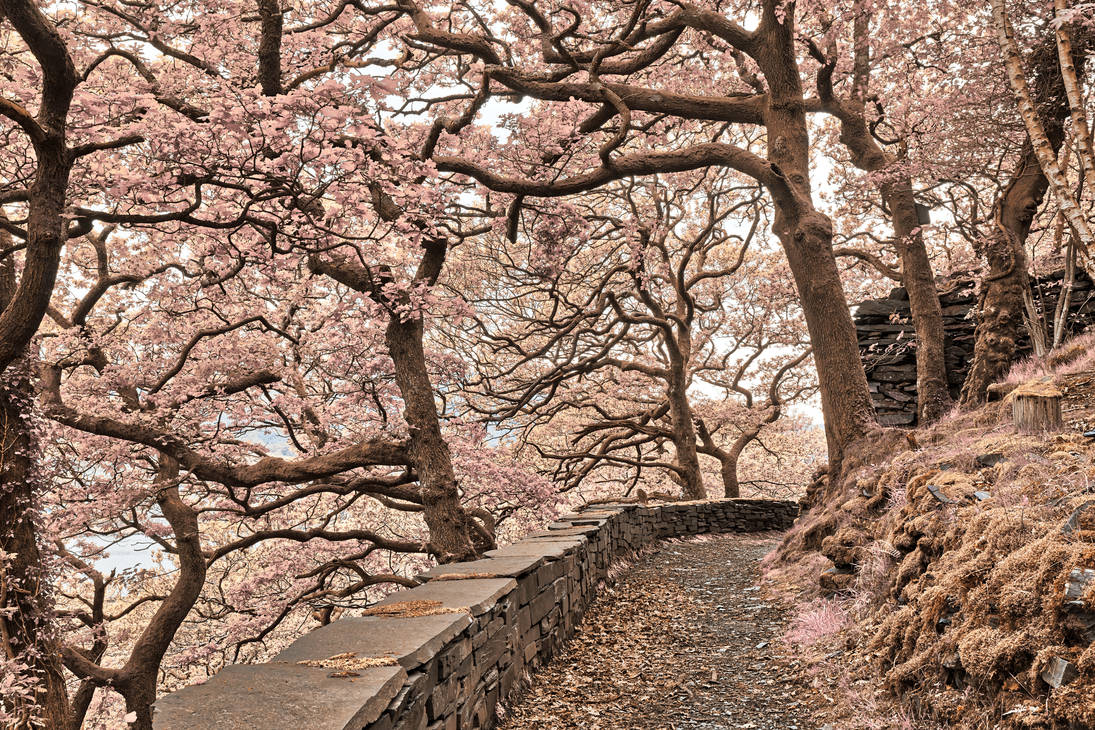 Welsh Fantasy Blossom Trail by boldfrontiers