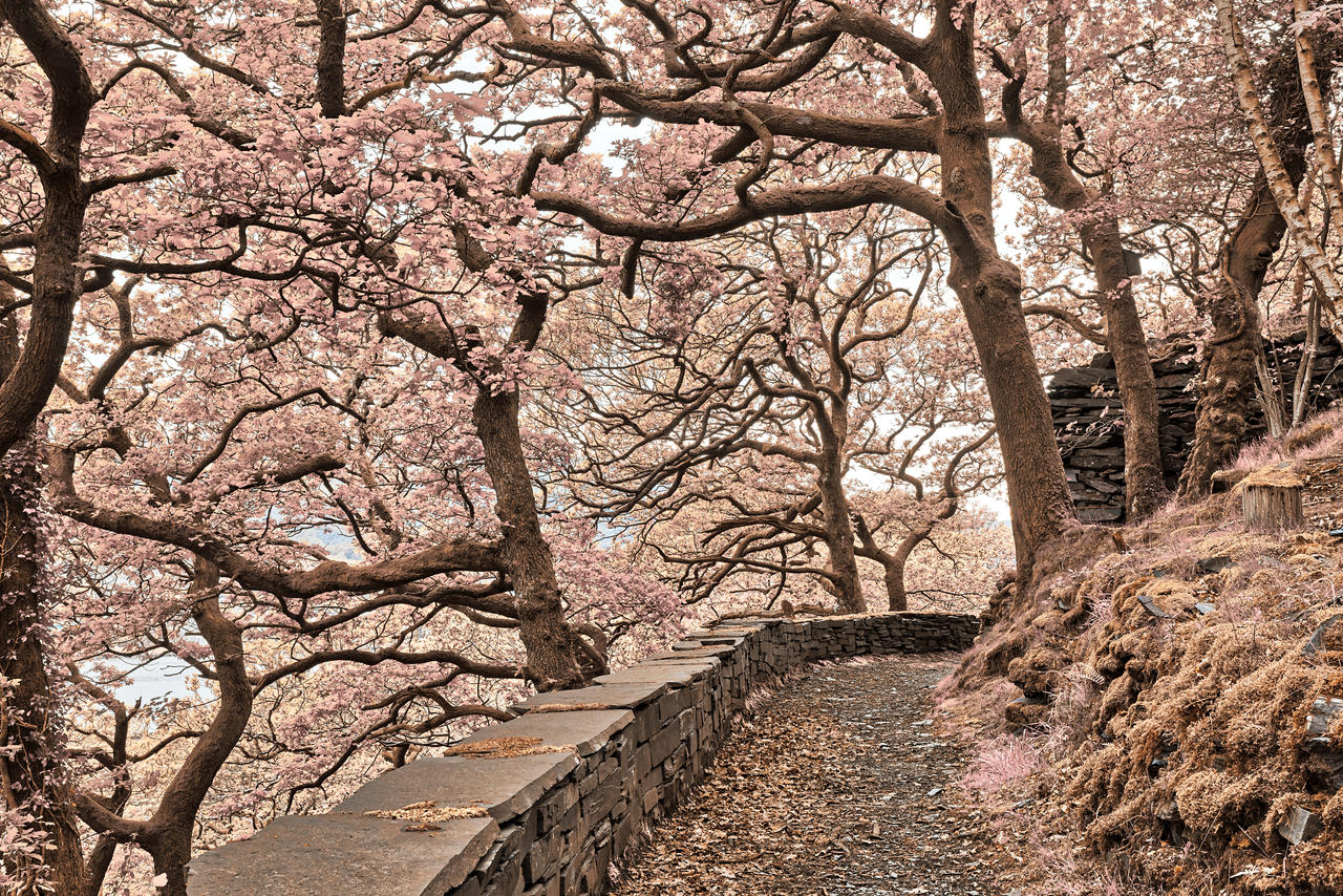 Welsh Fantasy Blossom Trail by boldfrontiers