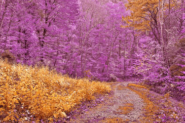 Potomac Fantasy Trail