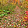 Autumn Harvey Forest Trail