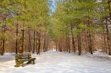 Winter Pine Trail