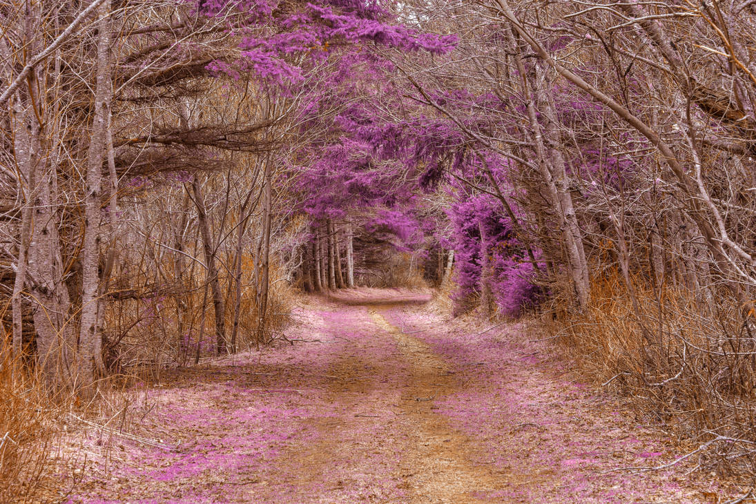 Cavendish Forest Trail - Purple Nostalgia by boldfrontiers
