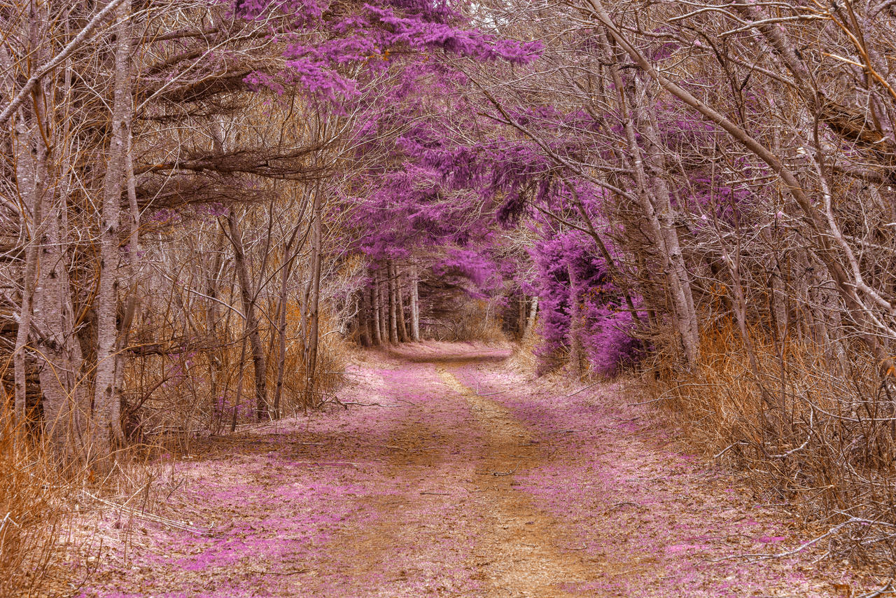 Cavendish Forest Trail - Purple Nostalgia by boldfrontiers
