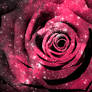 Pink Cosmic Rose (freebie)