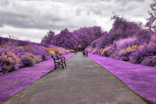 Belfast Botanic Gardens - Purple Fantasy