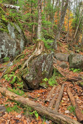 Rugged Doncaster Autumn Trail