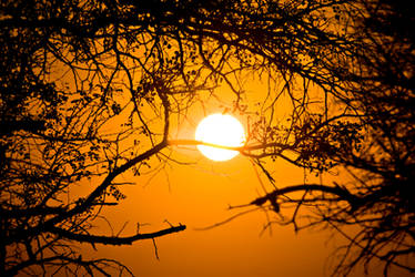 Forest Sunrise - Kruger National Park