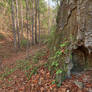 Falls Ridge Cave Trail