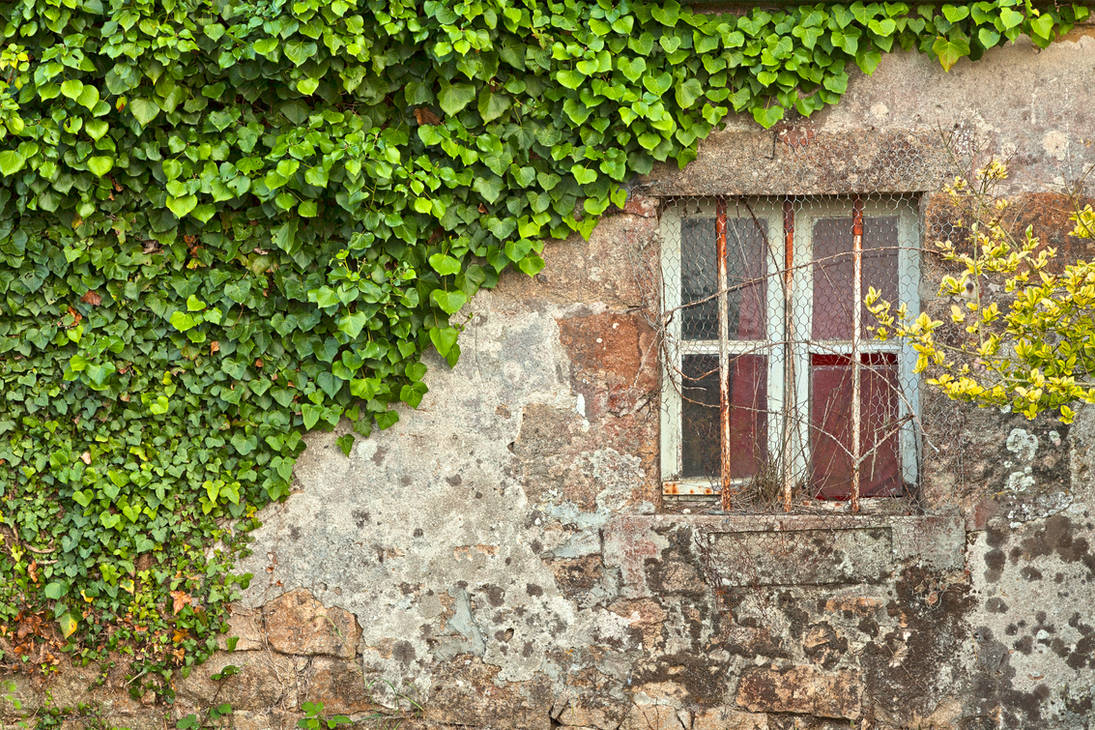 Старый плющ. Стена увитая плющом. Вилла Шмидт плющ. Плющ вечнозеленый (Hedera).. Руины плющ Италия.