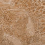 Coral Fossil Texture