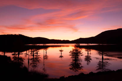 Twilight Trees of Ocoee Lake