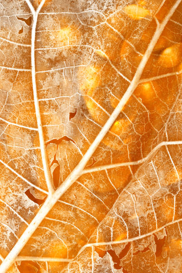 Burning Bokeh Leaf