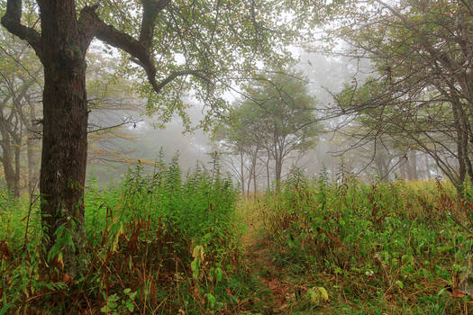 Ominous Mist Forest - Spruce Knob