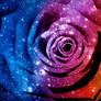 Vibrant Cosmic Rose (freebie)