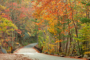 Autumn River Road