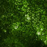 Green Lichen Space