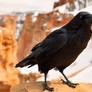 Bryce Canyon Winter Crow (freebie)