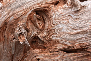 Beach Wood Texture